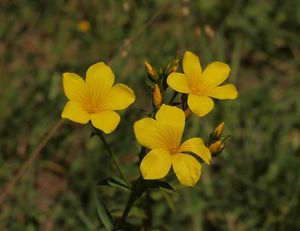 Len žlutý (Linum flavum)