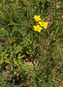 Len žlutý (Linum flavum)