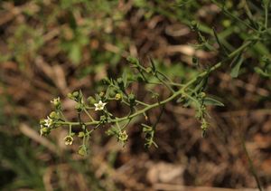 Lněnka lnolistá (Thesium linophyllon L.)