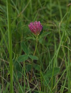 Jetel luční (Trifolium pratense)