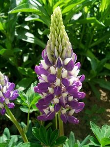 Lupina mnoholistá (Lupinus polyphyllus)