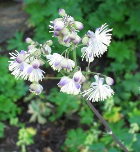 Žluťucha orlíčkolistá (Thelictrum aguilegiifolium L.)