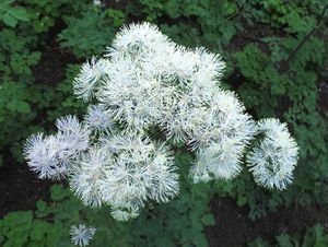 Žluťucha orlíčkolistá (Thelictrum aguilegiifolium L.)