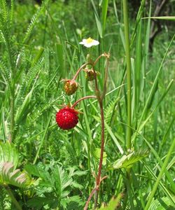 Jahodník obecný (Fragaria vesca)