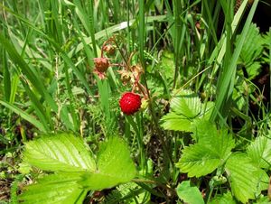 Jahodník obecný (Fragaria vesca)