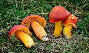 Voskovka granátová - Hygrocybe punicea (Fr.) P. Kumm.