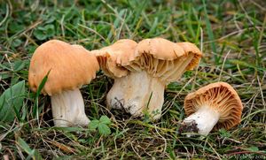 Voskovka luční - Hygrocybe pratensis