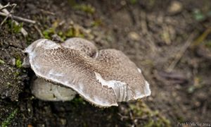 Klikni pro velký obrázek