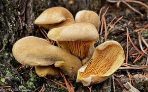 Klikni pro velký obrázek