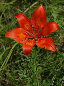 Lilie cibulkonosná šafránová (Lilium bulbiferum ssp. croceum  (Chaix) Nyman)