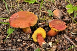 Hřib meruňkový - Rheubarbariboletus armeniacus (Quél.) Vizzini, Simonini & Gelardi