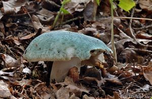 Klikni pro velký obrázek