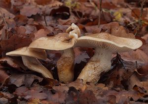 Štavnatka dvoubarvá - Hygrophorus persoonii Arnolds