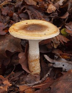 Štavnatka dvoubarvá - Hygrophorus persoonii Arnolds