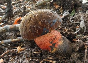 Klikni pro velký obrázek