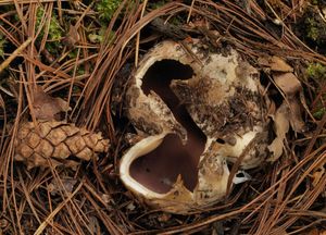 Baňka velkokališná - Sarcosphaera coronaria (Jacq.) J. Schröt.