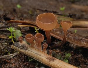 Hlízenka skřípinová - Myriosclerotinia scirpicola (Rehm) N.F.Buchw.