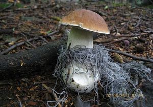 Klikni pro velký obrázek