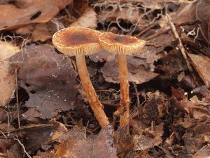 Bedla kaštanová - Lepiota castanea Quél.