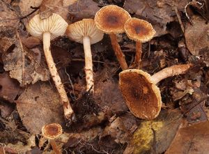 Bedla kaštanová - Lepiota castanea Quél.