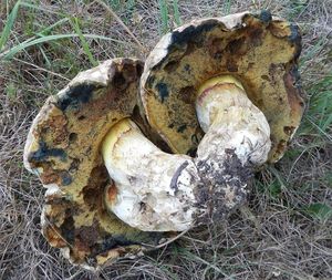 Klikni pro velký obrázek