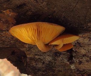 Plaménka jedlová - Gymnopilus sapineus (Fr.) Murrill