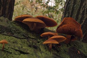 Plaménka jedlová - Gymnopilus sapineus (Fr.) Murrill