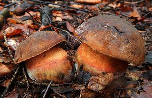 Klikni pro velký obrázek