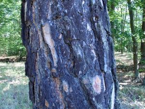 Borovice lesní (Pinus sylvestris)