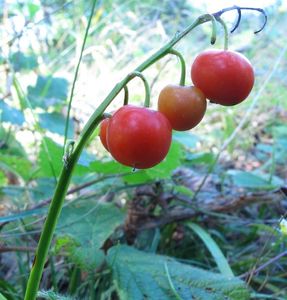 Konvalinka vonná (Convallaria majalis)