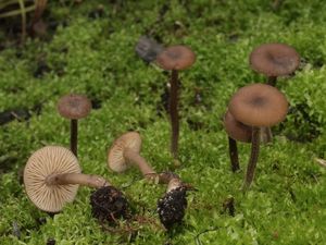 Penízovka uhelná - Tephrocybe anthracophila