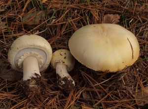 Pečárka ovčí - Agaricus osecanus Pilát 1951