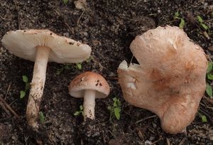 Bedla namasovělá - Lepiota subincarnata J.E. Lange 1940