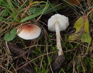 Bedla namasovělá - Lepiota subincarnata J.E. Lange 1940