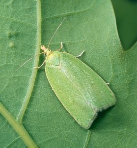 Dub zimní (drnák) (Quercus petraea (Mattusch.) Liebl.)