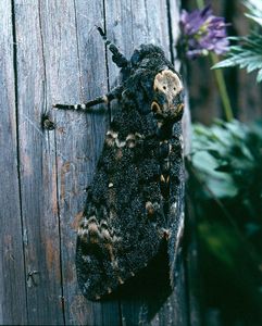 Lilek černý (Solanum nigrum L.)