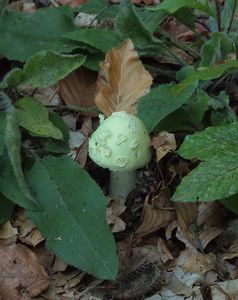 Klikni pro velký obrázek