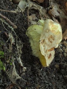 Klikni pro velký obrázek