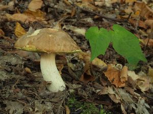 Klikni pro velký obrázek