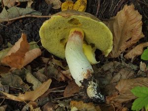 Klikni pro velký obrázek