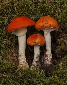 Muchomůrka červená zlatová - Amanita muscaria var. aureola (Kalchbr.) Quél.