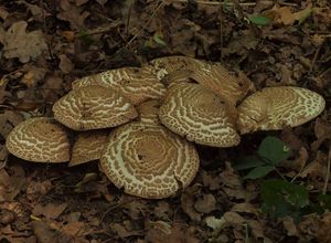 Klikni pro velký obrázek