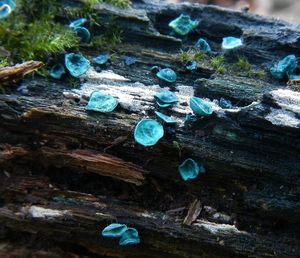 Klikni pro velký obrázek