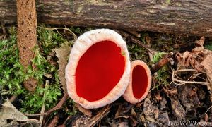 Klikni pro velký obrázek