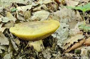 Klikni pro velký obrázek