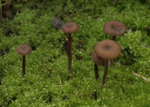 Penízovka uhelná - Tephrocybe anthracophila