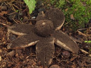 Hvězdovka vlasohlavá - Geastrum melanocephalum (Czern.) V.J. Staněk