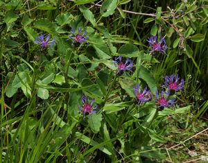 Chrpa horská (Centaurea montana)