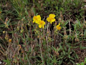 Devaterník penízkovitý (Helianthemum nummularium (L.) Mill.)