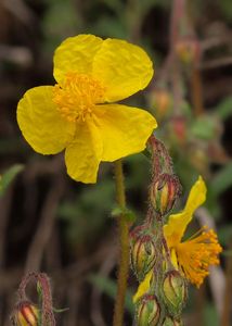 Devaterník penízkovitý (Helianthemum nummularium (L.) Mill.)